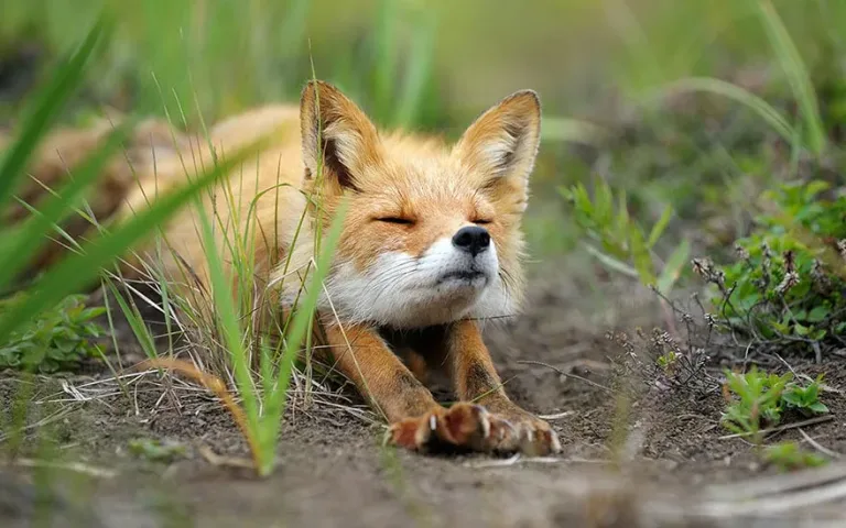 Fox3