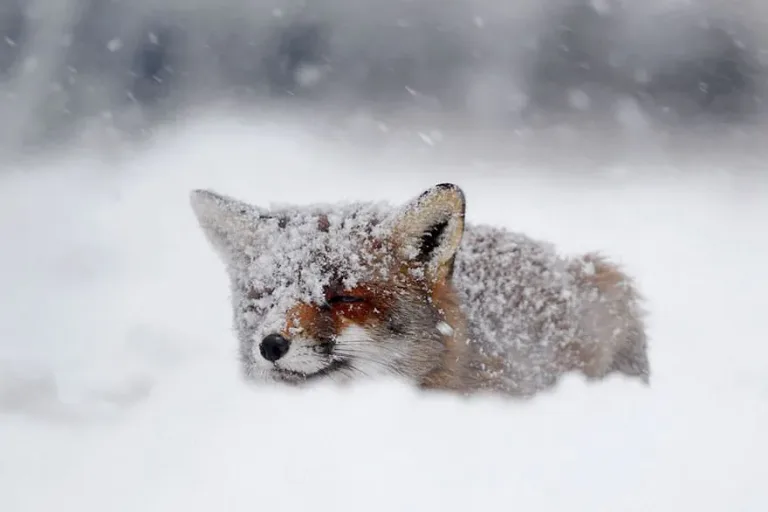 Fox7