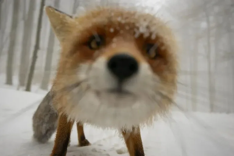 Fox20