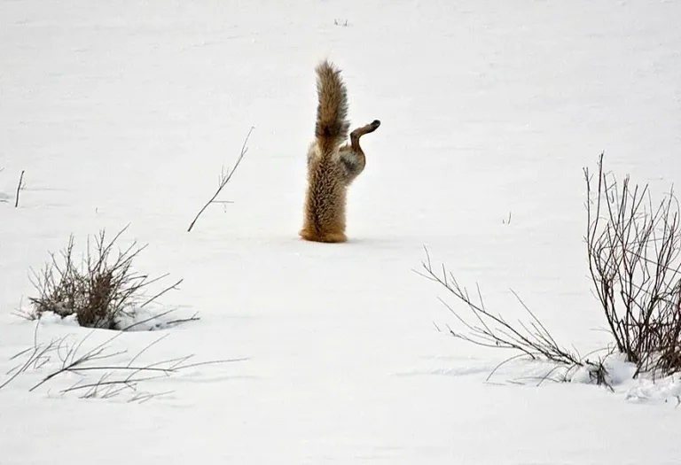 Fox2341