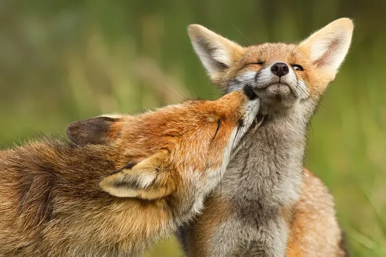 Fox9