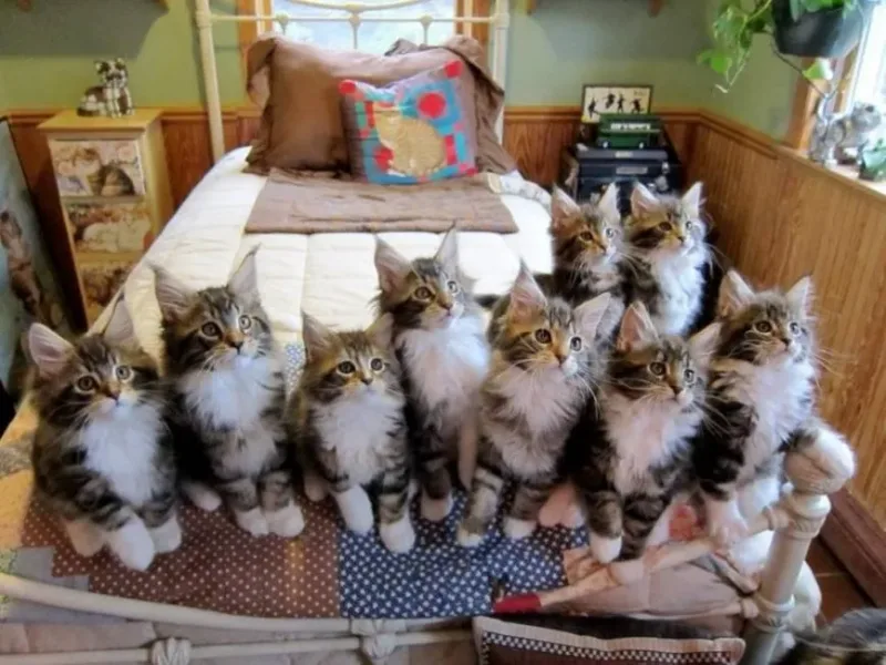Même les amateurs de chats ne connaissent pas ces faits sur les félins