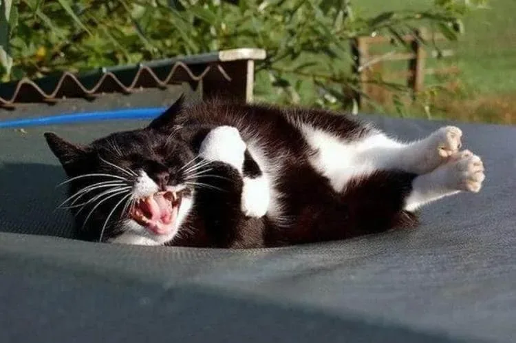 Meme les amateurs de chats 13