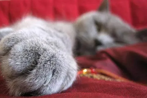 Meme les amateurs de chats 06