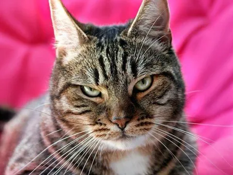 Meme les amateurs de chats 10