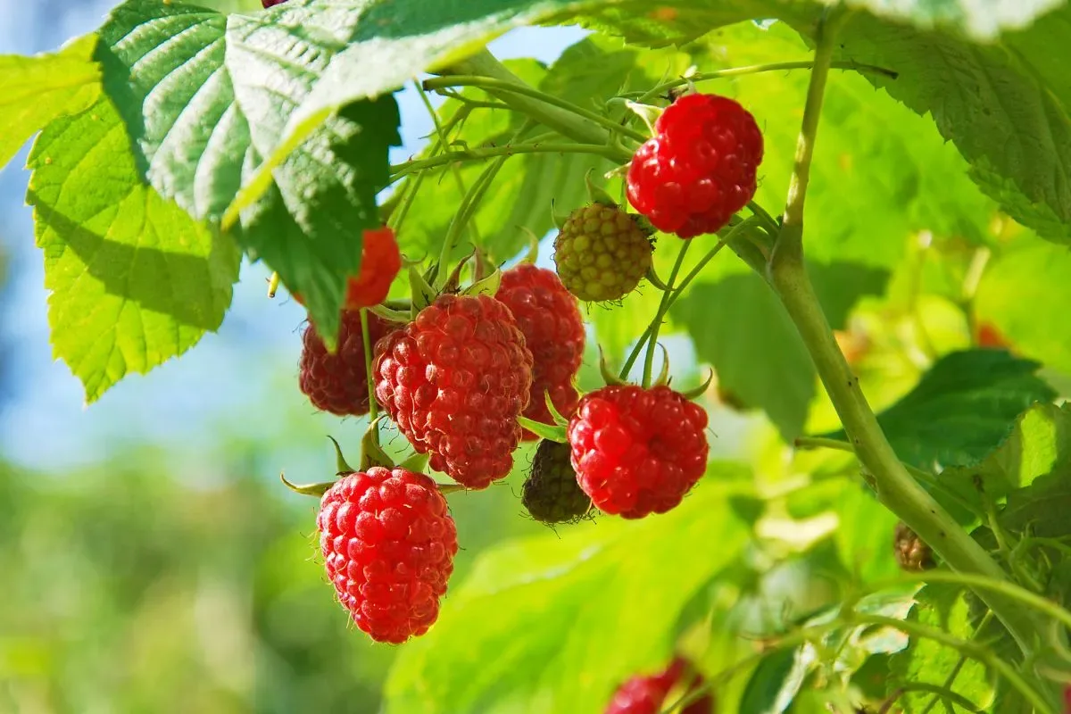 Multiplier ses framboisiers en été : techniques simples et économiques pour un verger productif et durable