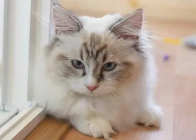 Munchkin : le chat nain qui fait fondre la toile