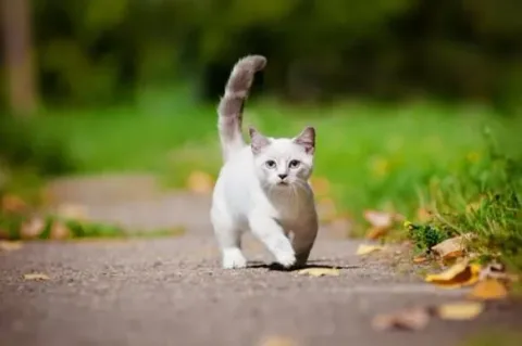 chat pattes courtes