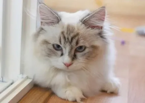 le plus petit chat du monde munchkin