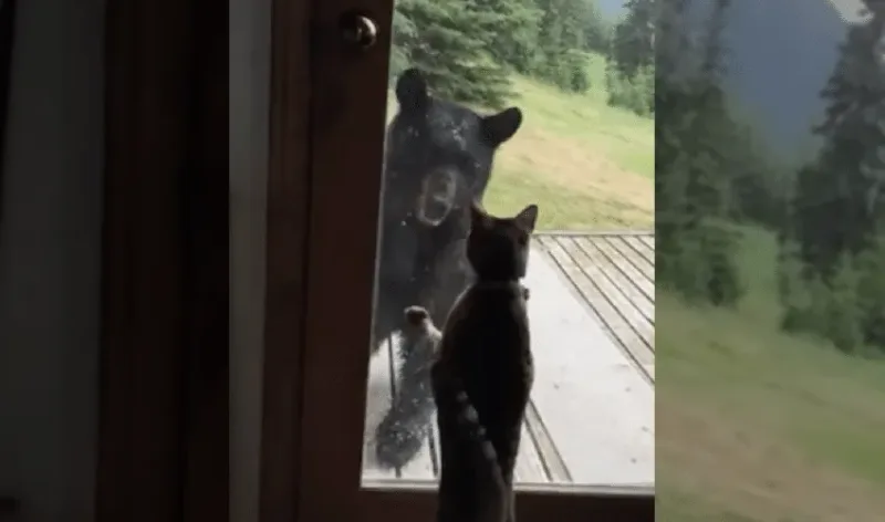Cet ours vient d’apprendre une leçon essentielle : ne jamais sous-estimer un chat !