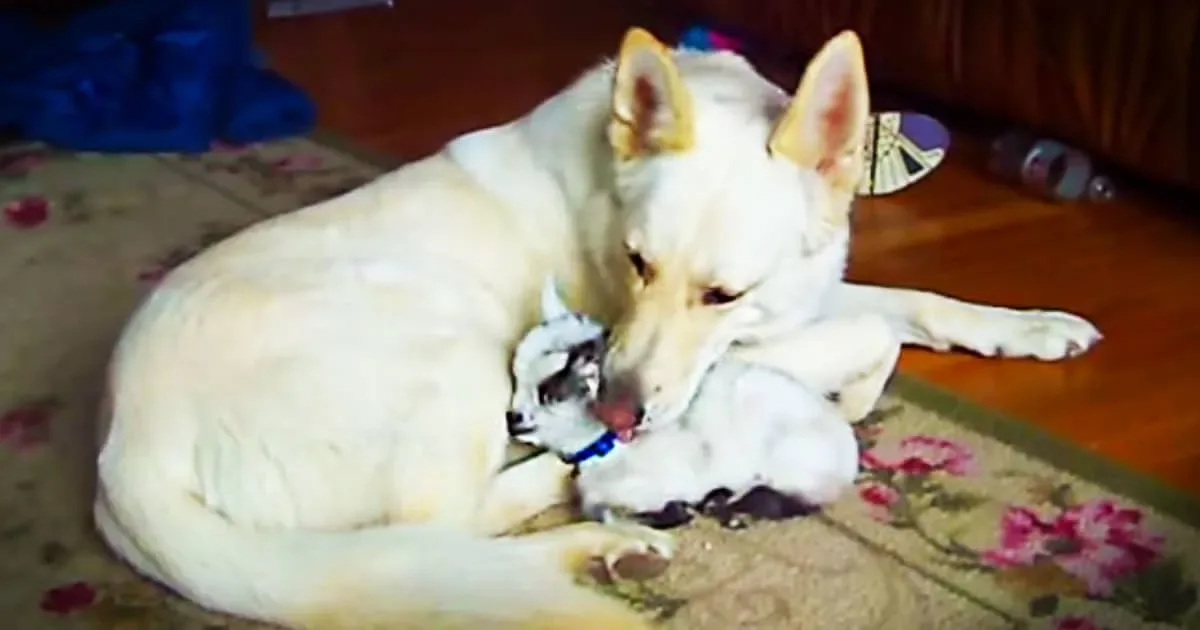 Cette petite chèvre pense que cette chienne est sa mère (oh. Mon. Dieu !)