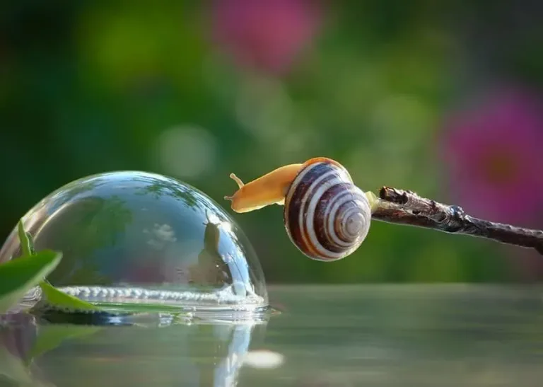 Escargotstop2