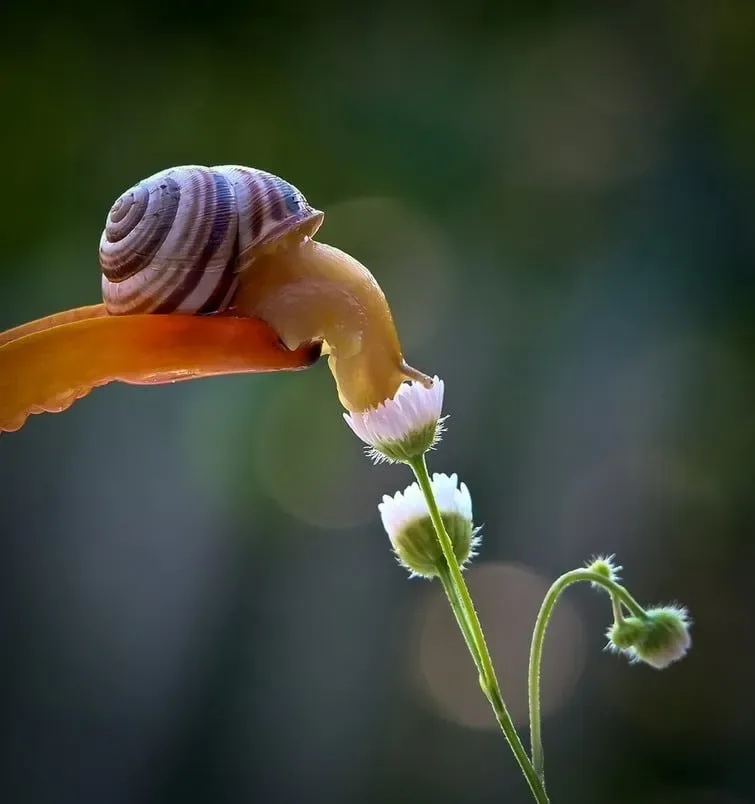 Escargotstop15