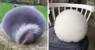 Plus de 20 animaux parfaitement ronds qui vont rouler droit vers votre corps.