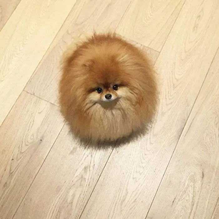 Plus de 20 animaux parfaitement 19s