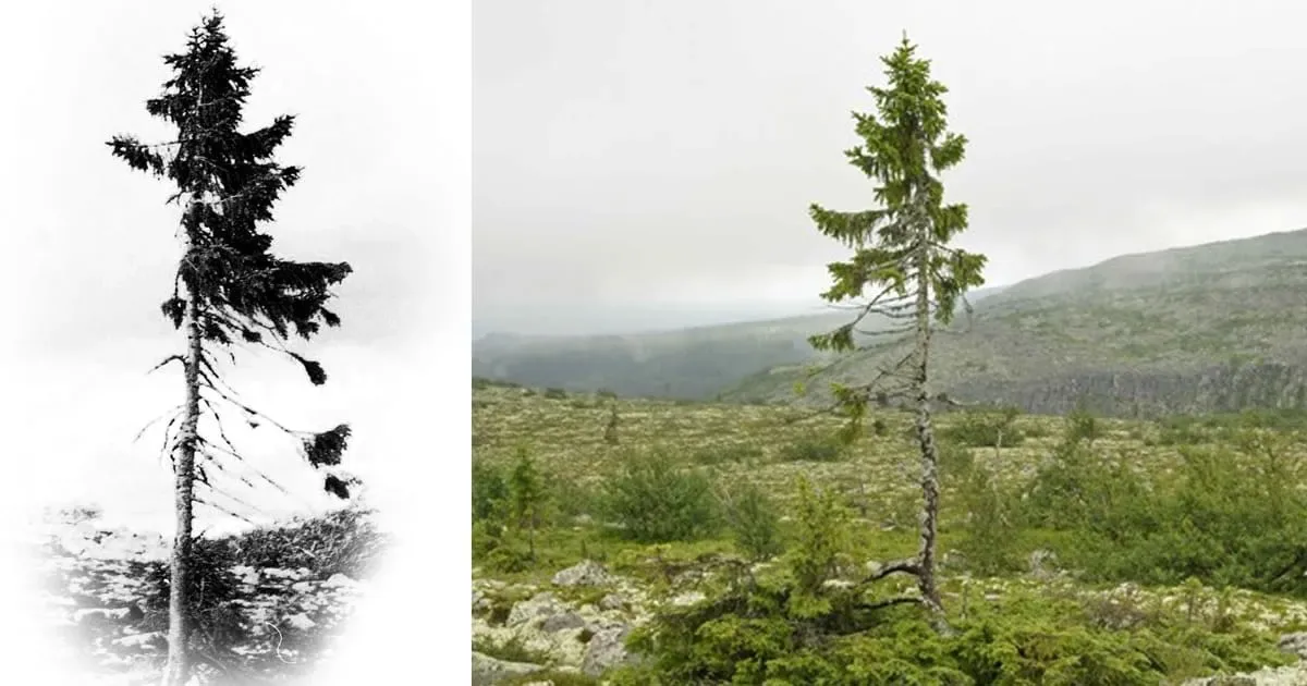 Un Arbre Vieux de 9.500 Ans Découvert Au Suède Est Le Plus Vieux Au Monde