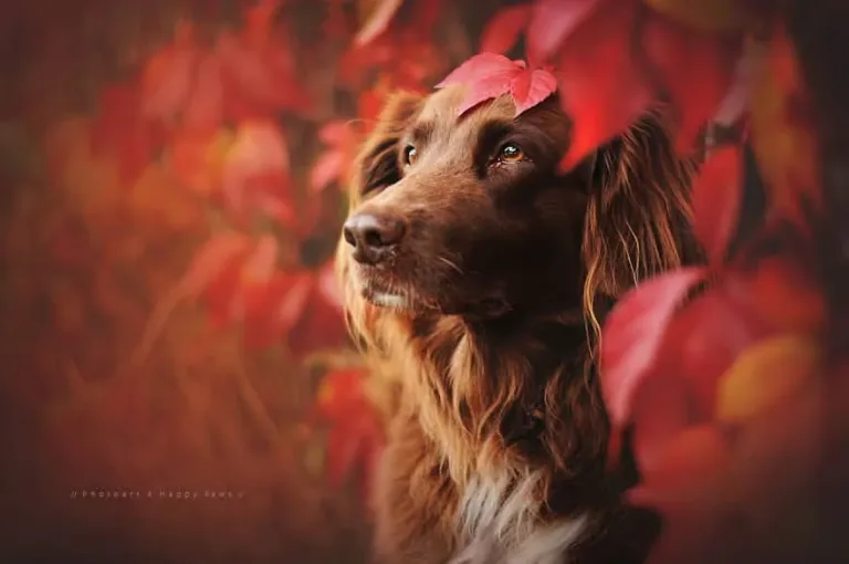 120815-Photographer-Captures-Soulful-Portraits-Of-Dogs-2
