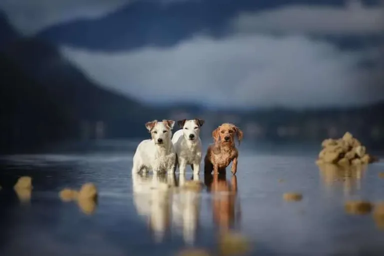 120815-Photographer-Captures-Soulful-Portraits-Of-Dogs-24