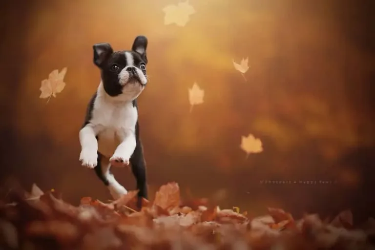 120815-Photographer-Captures-Soulful-Portraits-Of-Dogs-3
