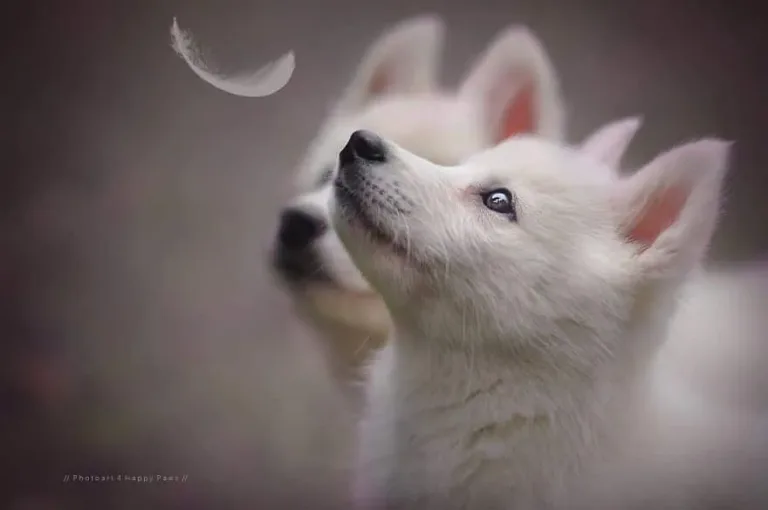 120815-Photographer-Captures-Soulful-Portraits-Of-Dogs-4