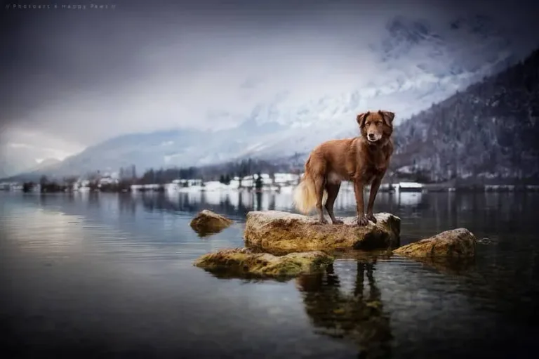 120815-Photographer-Captures-Soulful-Portraits-Of-Dogs-9