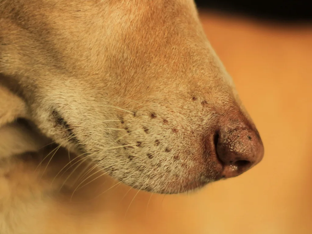 Comment identifier les symptômes d'une dermatite allergique canine