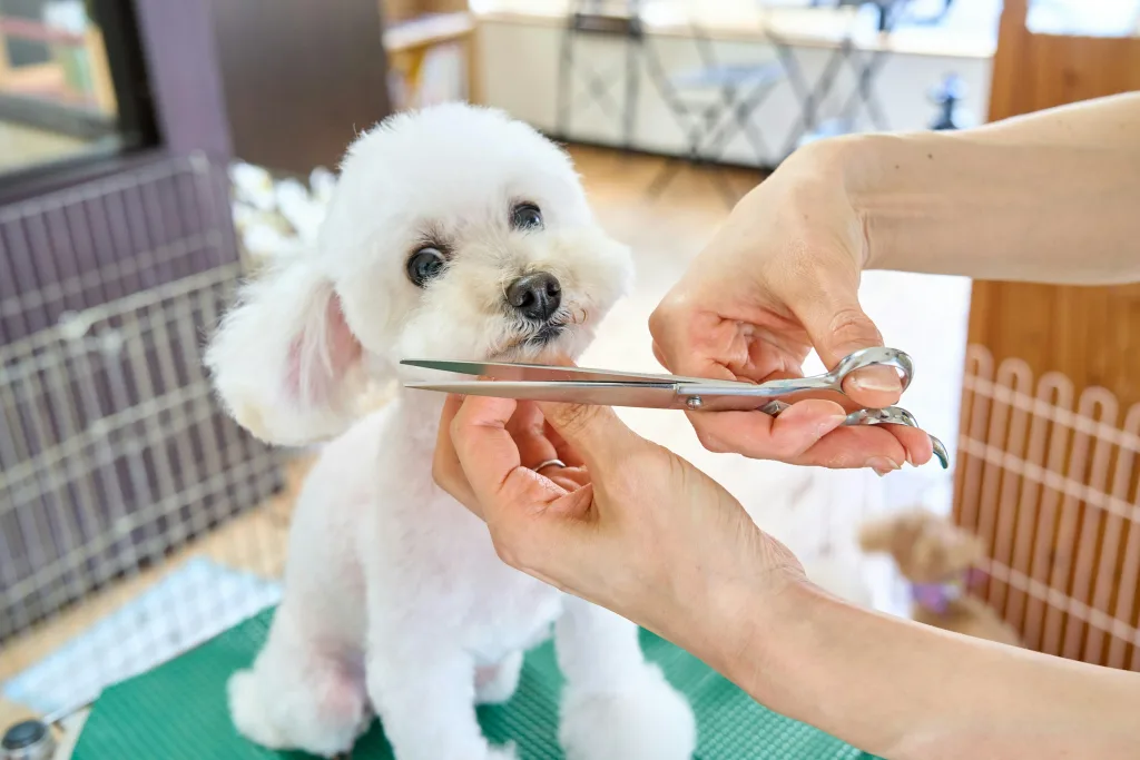 Les traitements vétérinaires efficaces pendant la belle saison