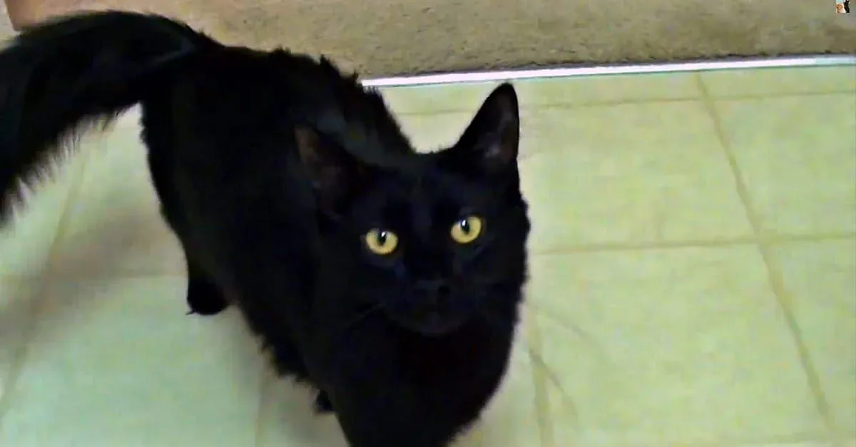 Regardez pourquoi les propriétaires de chats noirs sont en fait les plus chanceux au monde