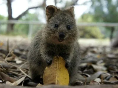 Faites Connaissance Avec Le Quokka, L’animal Le Plus Heureux De La Planète. Difficile En Effet de Faire Plus Mignon!