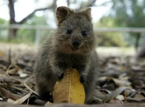 Quokka1