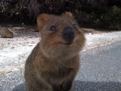 Quokka2