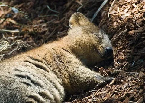 Quokka3