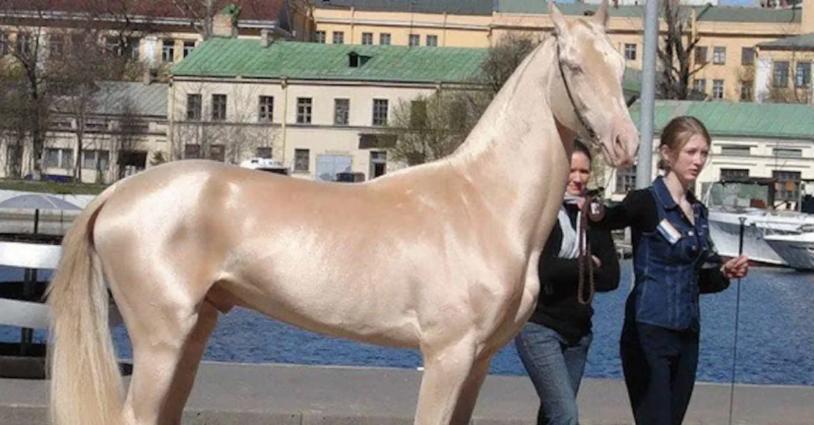 Dix des races de chevaux les plus rares et les plus belles au monde.