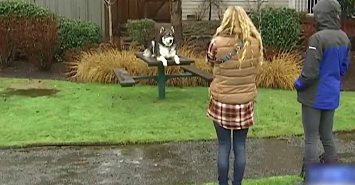 Son petit ami la frappe régulièrement. Lorsque son husky grandit, et qu’il fait CECI ? J’en suis resté sans voix.