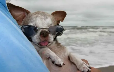 Instagram/harleypuppymilldog