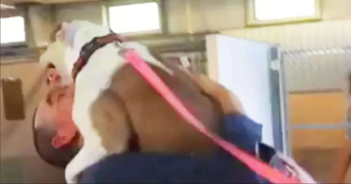 Sa chienne a été volée il y a plus de 7 mois. Mais regardez ce qui se produit lorsqu’il entre dans ce refuge…