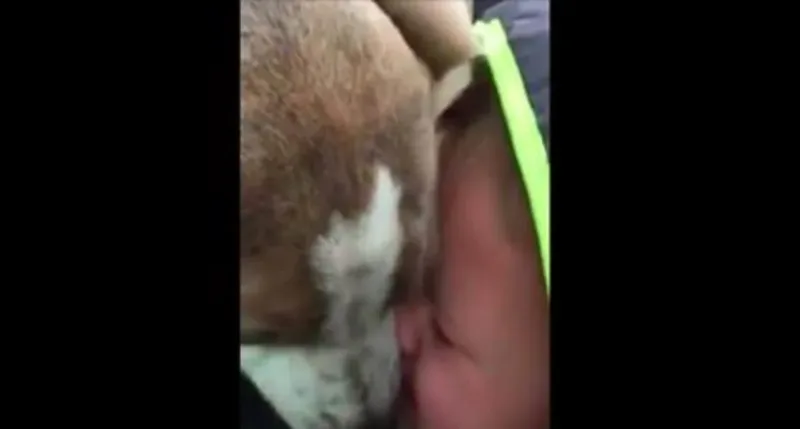 Le chiot de ce garçon est perdu depuis un mois. Au moment où il le retrouve… Oh Mon Dieu