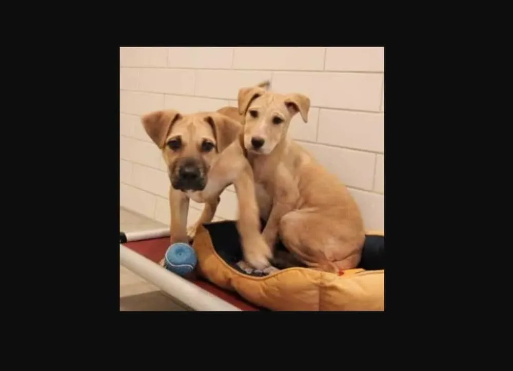Sauvés d’un marché à viande canine, ils reçoivent enfin les premières caresses de leur existence.