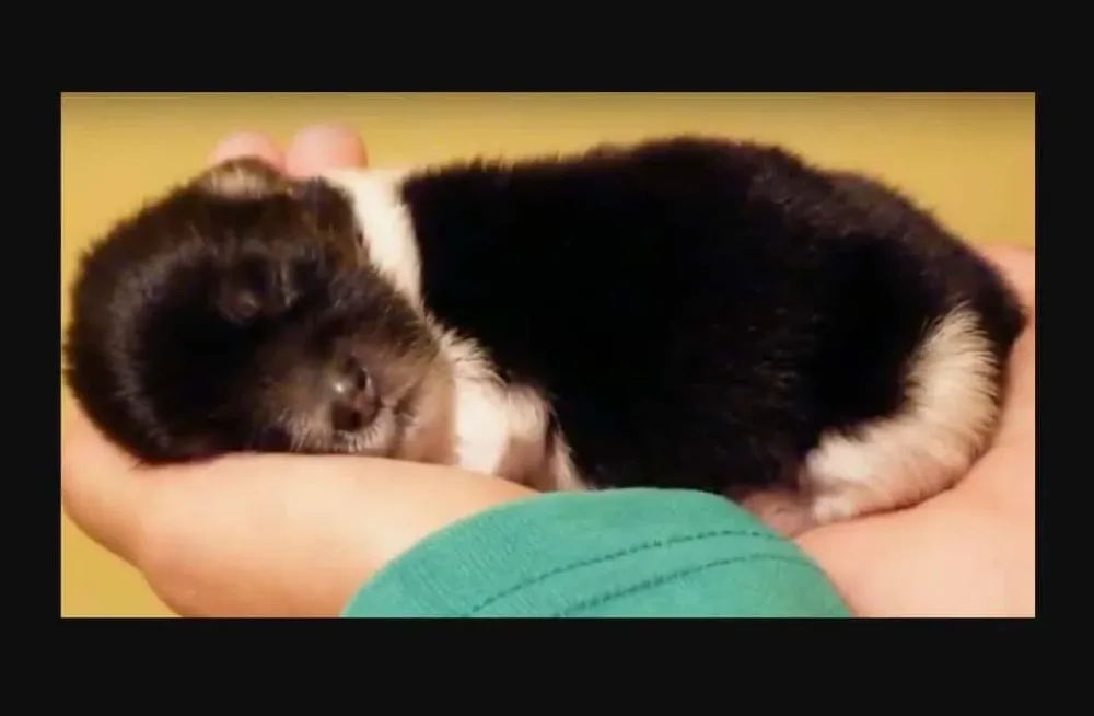 Un petit chiot a été trouvé comme ça sur le trottoir. Mais quand vous verrez la suite… Oh mon dieu !