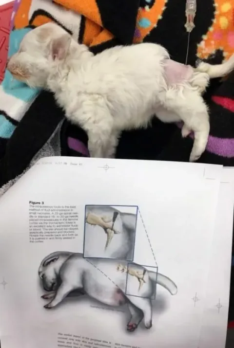 Tails of a Shelter Vet
