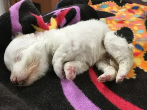 Tails of a Shelter Vet