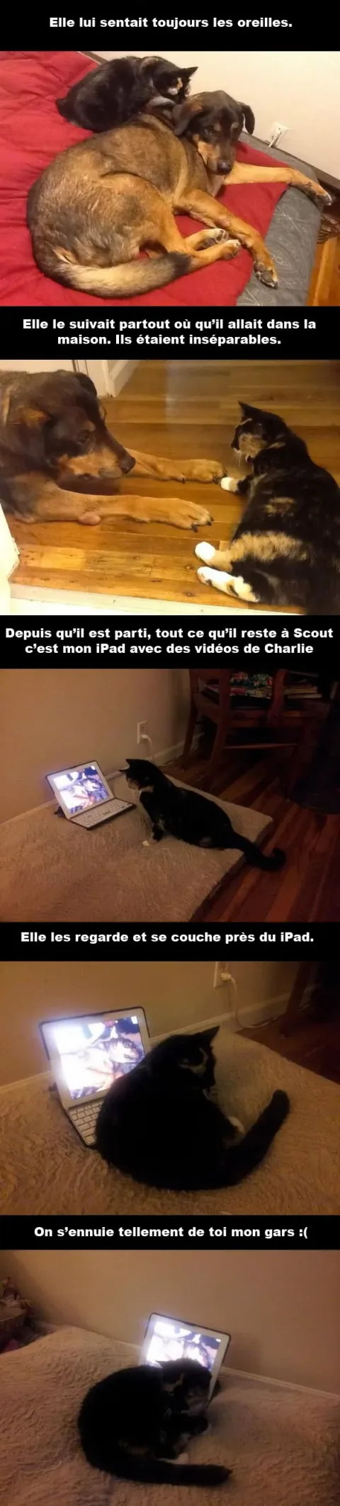 Scout charlie 2