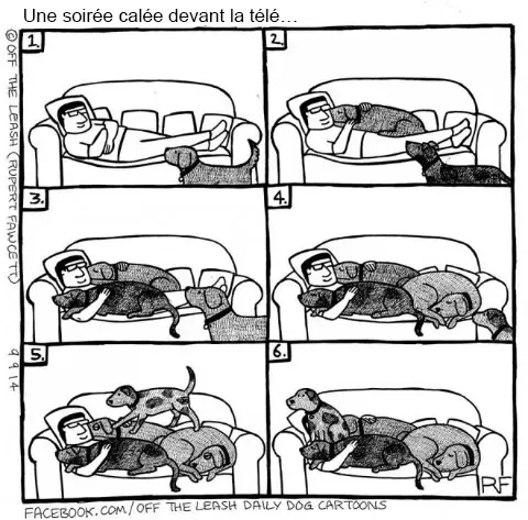 Pensee des chiens 4