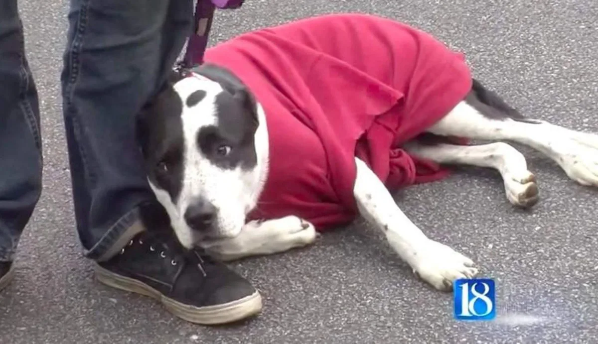 Les supplications désespérées de ce sans-abri au sujet de son chien reçoivent enfin une réponse.