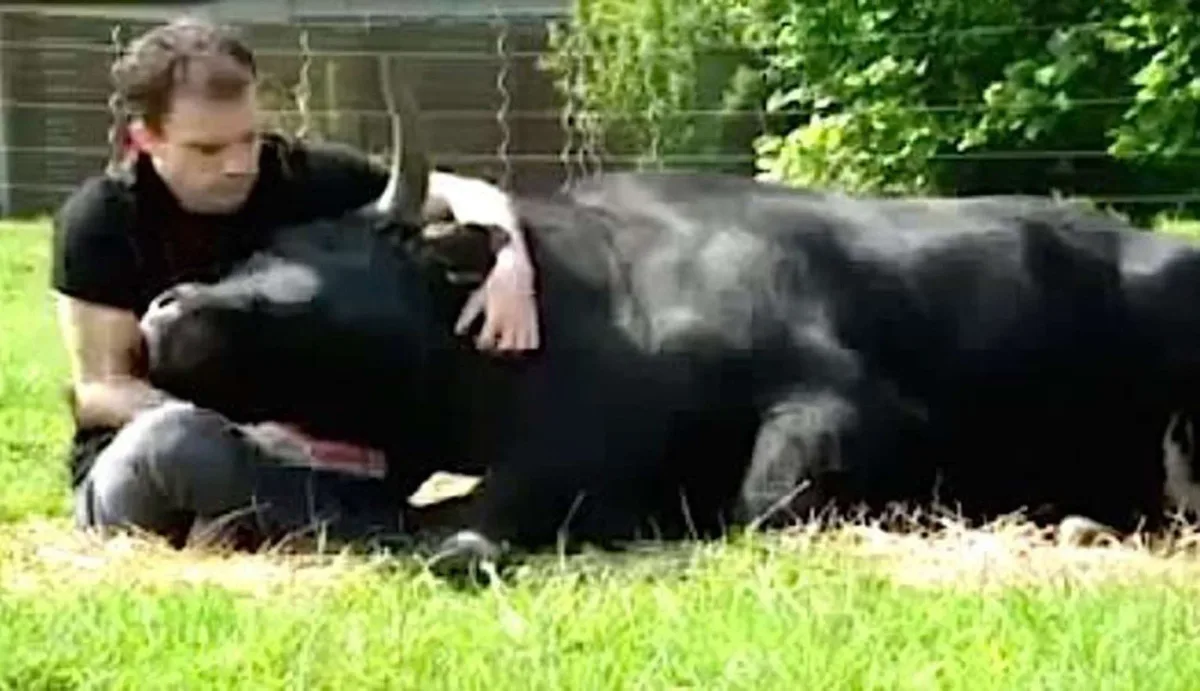 Un taureau sauvé des corridas finit par devenir un animal de compagnie particulièrement câlin.