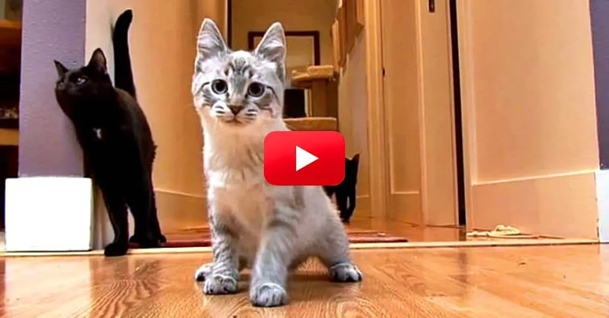 Tippy est une petite chatte très spéciale. Mais elle ne laisse pas son handicap lui gâcher la vie ! Découvrez cette vidéo motivante !