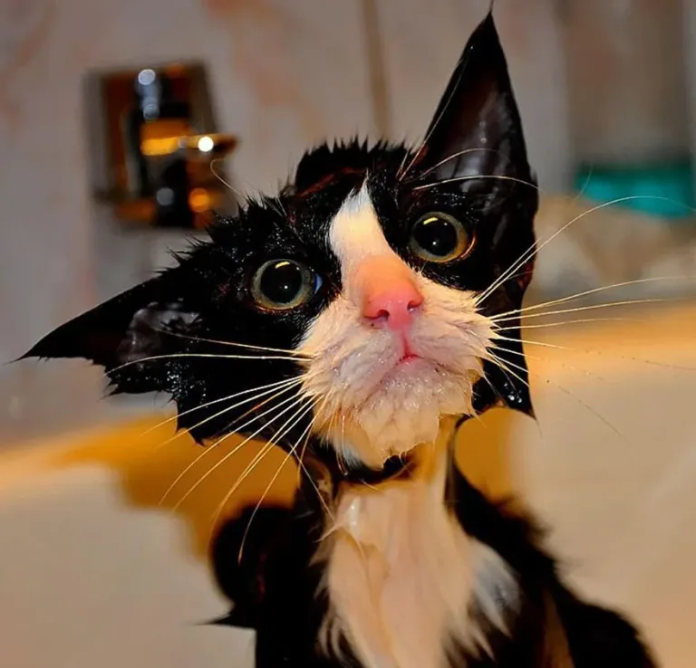 Wet1