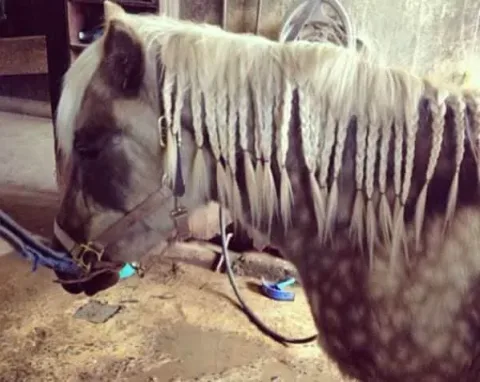Instagram/horse_braids