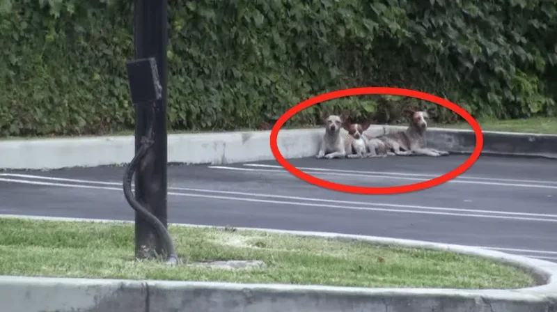 Quelqu’un a abandonné trois pauvres chiots dans la rue. À la fin de cette histoire, vous serez en larmes.