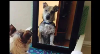Ce chien a été abandonné car il était trop « moche » pour vivre. Mais attendez de le voir aujourd’hui !